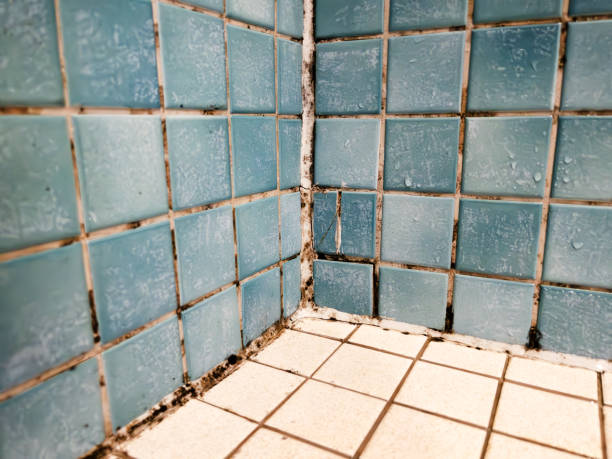 Best Mold-Related Health Consultation  in Lee Acres, NM