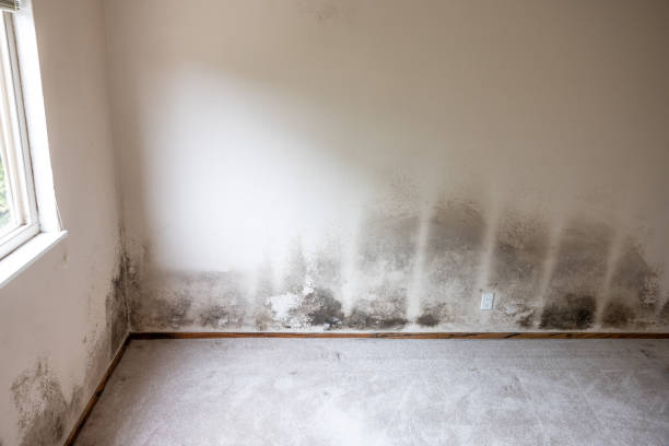 Best Post-Construction Mold Inspection  in Lee Acres, NM